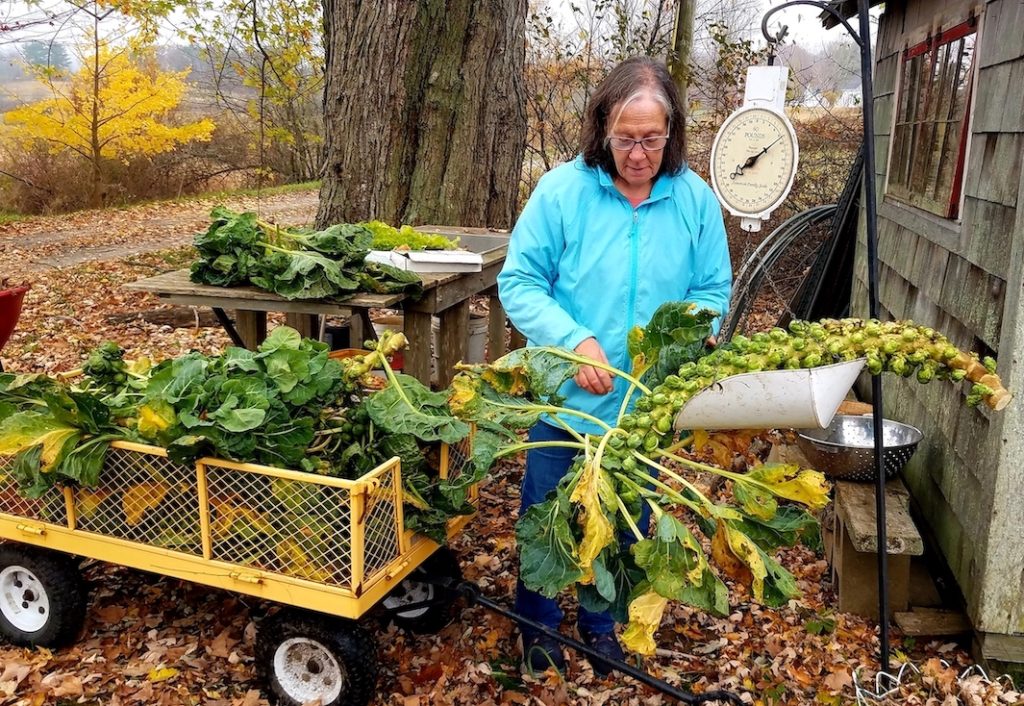 woman outside near a garden cart and a barn, weighing stalks of Brussels sprouts