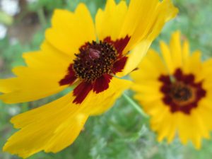 closeup of two yellow coreopsis flowers