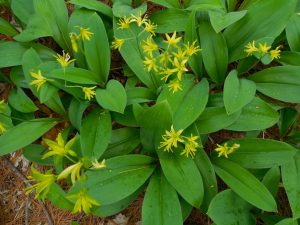 yellow blossoms of Clintonia plant with its green leaves
