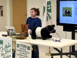 child behind a table with a plush belted galloway cow model giving a public speech at a 4-H tournament