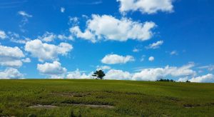 wide view of a green blueberry barren with a single tree on the horizon and blue sky with white clouds behind