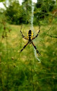 Yellow garden spider clinging to its web outside in a field
