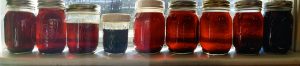 sunny windowsill lined with nine clear jars of maple syrup in various color grades