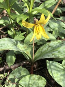 yellow trout lily plant in dappled shade