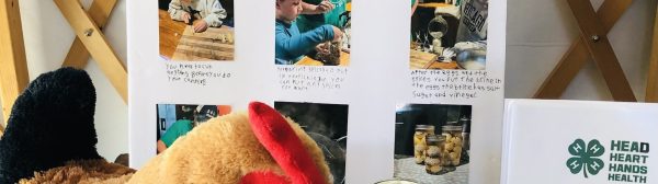 Display about Making Picked Eggs by Byre Clan 4-H Club with Red Ribbon, stuffed chicken on table with a jar of picked eggs and a jar of spices