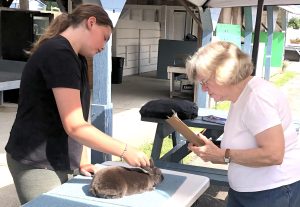 Young woman behind a table with a rabbit on it, an older woman with a clipboard in front of table at Union Fair