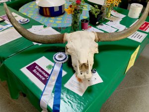 skull of highland bull, flower arrangements, writing projects, and award ribbons on green tables at Union Fair