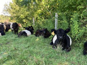 a group of cows resting in the shade of trees along a fence line at a farm