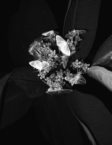 black and white photo of plant with large leaves in the background, a cluster of small blossoms in the foreground with ten moths sitting on various parts of the cluster