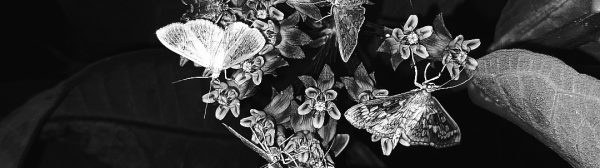 black and white photo of plant with large leaves in the background, a cluster of small blossoms in the foreground with ten moths sitting on various parts of the cluster