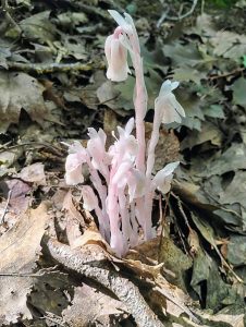 Pink ghost pipes fungus growing in a leaf-covered woodsy area