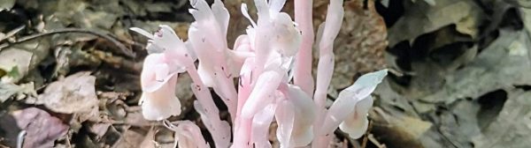 Pink ghost pipes fungus growing in a leaf-covered woodsy area