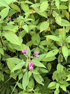 plant with green leaves and a few pink blossoms