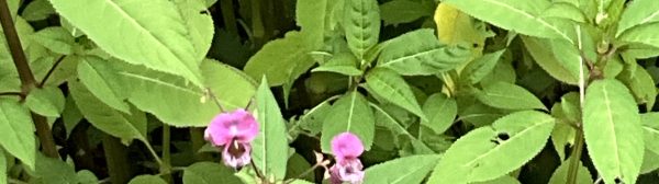 plant with green leaves and a few pink blossoms