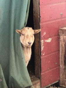 tan-colored goat peeking from behind a green curtain on a red building