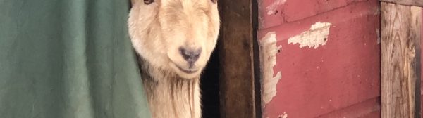 tan-colored goat peeking from behind a green curtain on a red building