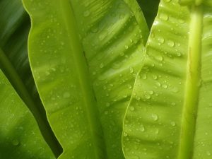 Closeup of succulent leaves covered in water droplets