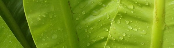 Closeup of succulent leaves covered in water droplets