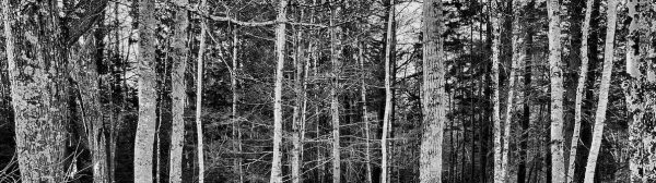 Black and white photo of a child standing among tall, bare trees, patches of snow on the ground