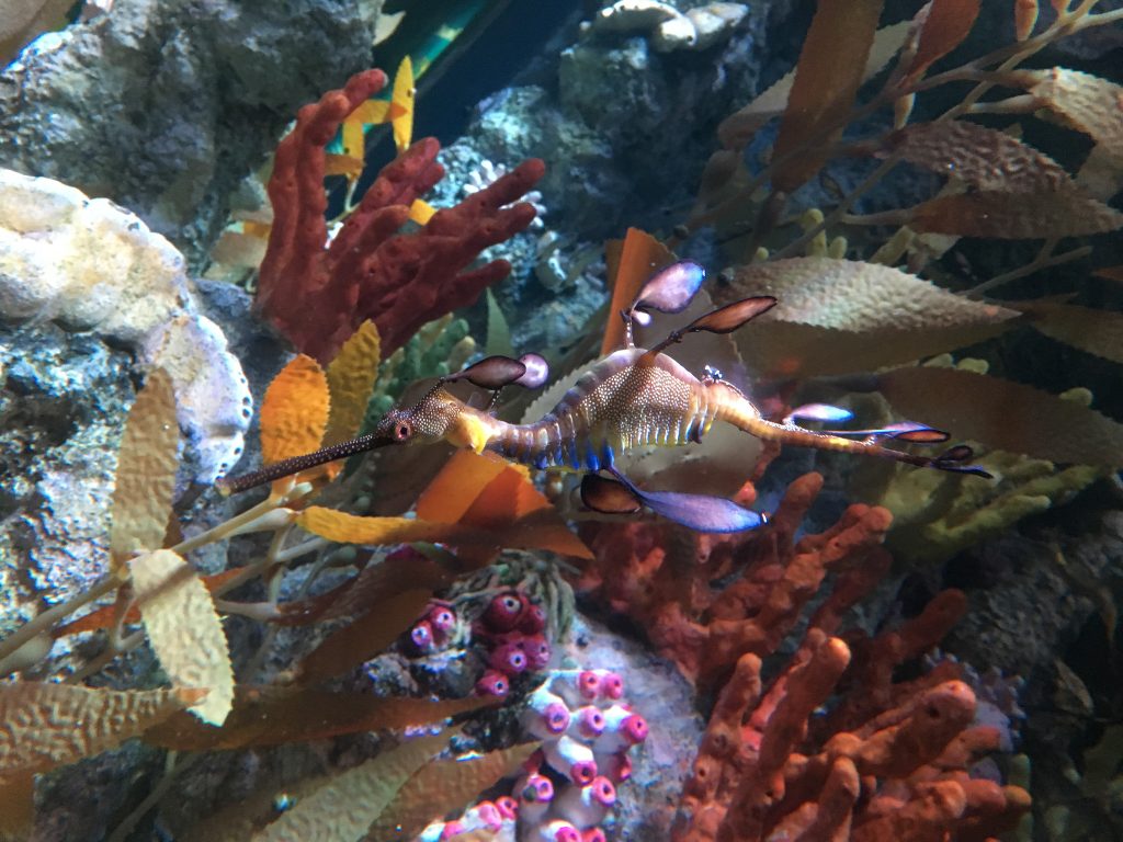 a colorful seahorse swimming horizontally with a bed of sea plants and various corals in the background