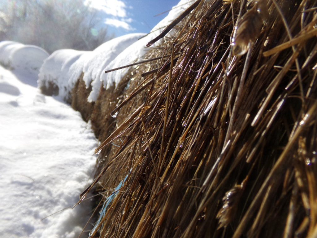 closeup of bale of hay, dripping water, topped with snow, in line of other bales trailing in the distance in snowy, sunny landscape