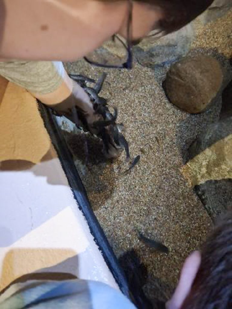Overview of the edge of a sand- and rock-filled water tank. Two people are leaning over the tank, one of them reaching a hand into the tank where small fish are gathering and touching the hand.