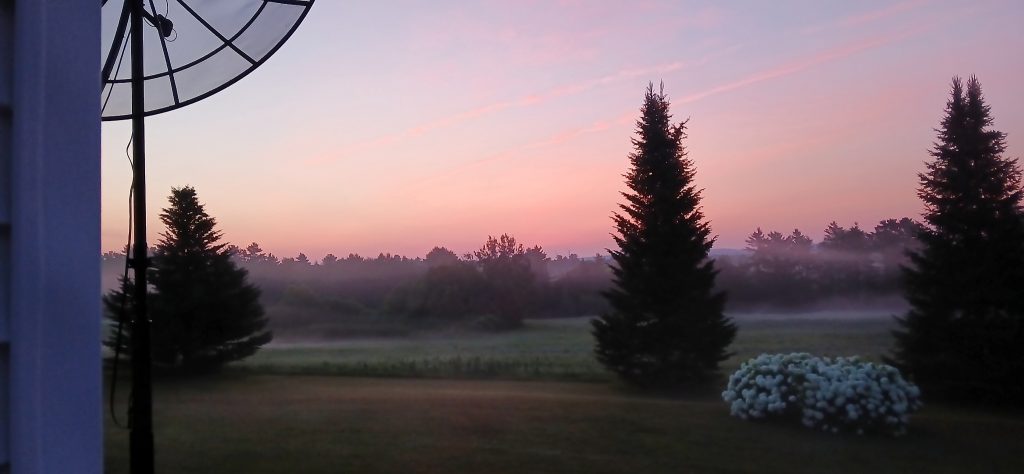 pink and pale blue sky, distant hills, trees and mist in the distance. Three evergreen trees in the middle ground, as well as a white flowering shrub on the right, part of a satellite dish on the left