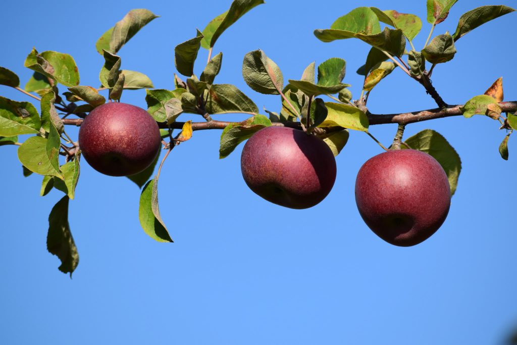 Three red apples growing on the branch of a tree with green leaves, blue sky in the background
