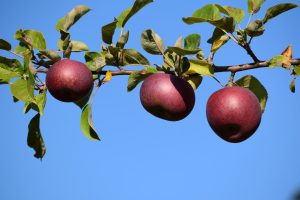Three red apples growing on the branch of a tree with green leaves, blue sky in the background