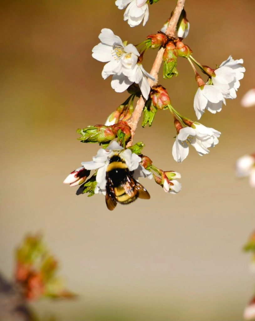 bumblebee on a white blossom growing on a woody branch with many other white blossoms