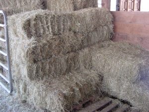 hay in barn