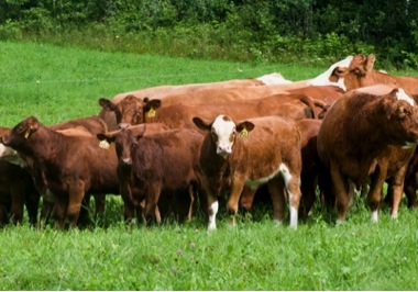 beef cows and calves on pasture; photo by Edwin Remsberg