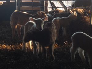 lambs in barn