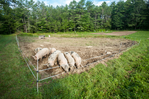 pigs in fenced in area; photo by Edwin Remsberg