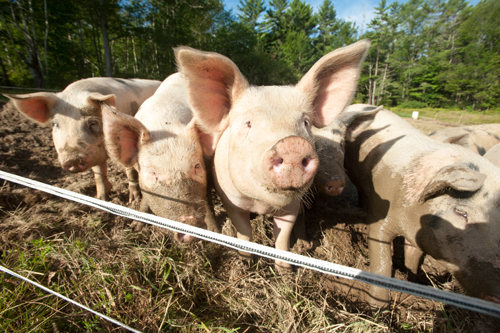 swine; photo by Edwin Remsberg