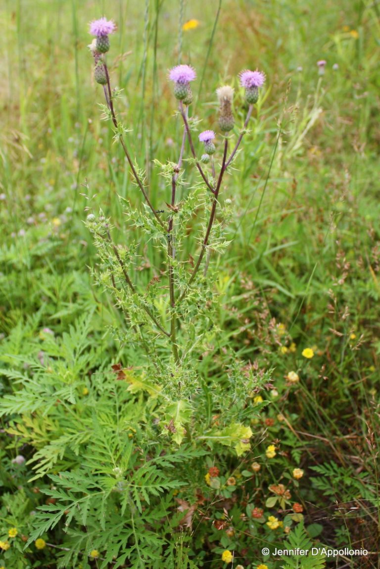 Lesson 4. Weed Control in Pastures - Cooperative Extension: Livestock ...