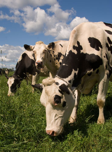 dairy cows in pasture; photo by Edwin Remsberg