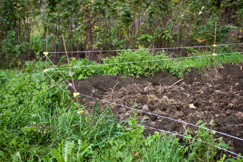 no forage growing in fenced pature