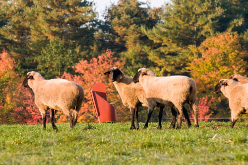 sheep in pasture; photo by Edwin Remsberg
