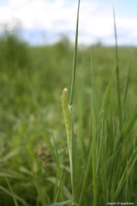 Timothy grass