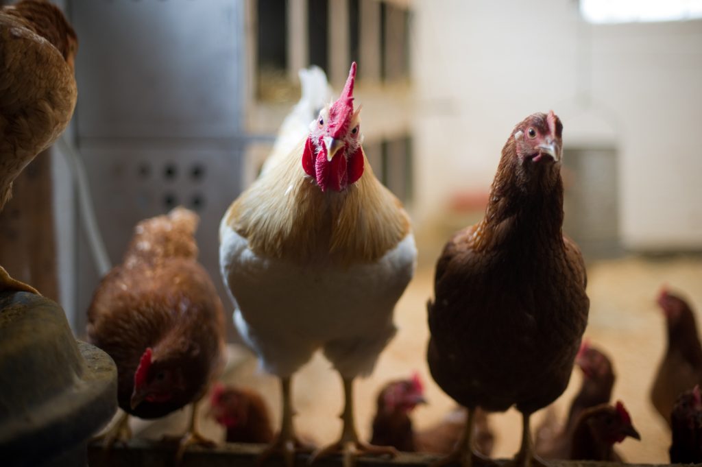 chickens in barn; photo by Edwin Remsberg