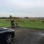 Dairy cows grazing in the Netherlands