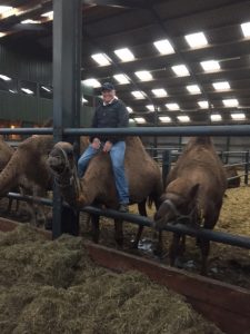 camel milking farm in the Netherlands