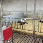 Calves with programmable calf feeder
