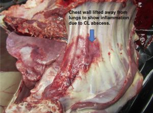 Chest wall lifted away from lungs to show inflammation due to CL abscess.