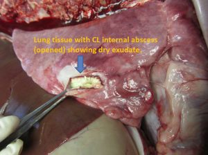 Lung tissue with CL internal abscess (opened) showing dry exudate.