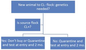 Decision Tree: New animal to CL- flock: genetics needed? Is source flock CL+? Yes: Don’t buy or Quarantine and test at entry and 2 mo. No: Quarantine and test at entry and 2 mo.