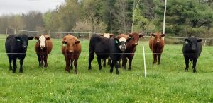 Heartstone Farm cows