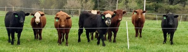 Heartstone Farm cows