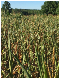 Field in drought 2016